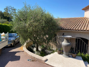 Taille arbre à Grasse 